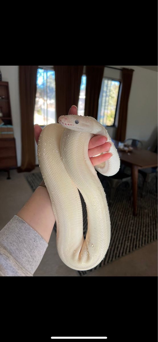 Blue eyed Lucy Ball Python