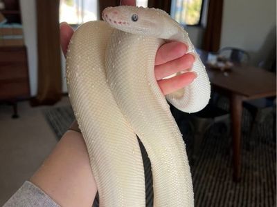 Blue eyed Lucy Ball Python