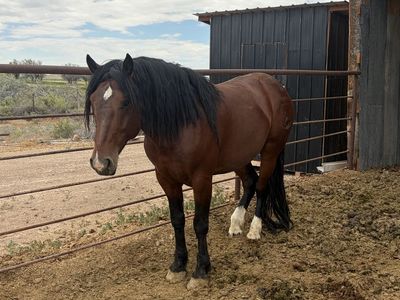 5 year old Bay 1/2 Draft stallion (Rebel)