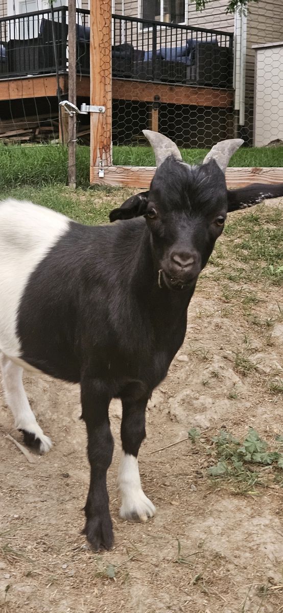 Miniature Fainting Unwithered Buck Goat - 8 Months Old