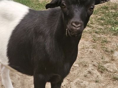 Miniature Fainting Unwithered Buck Goat - 8 Months Old