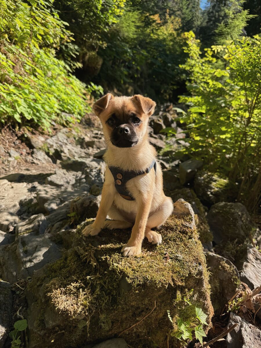 Pug-Pomeranian Looking For Home