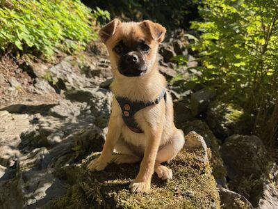 Pug-Pomeranian Looking For Home