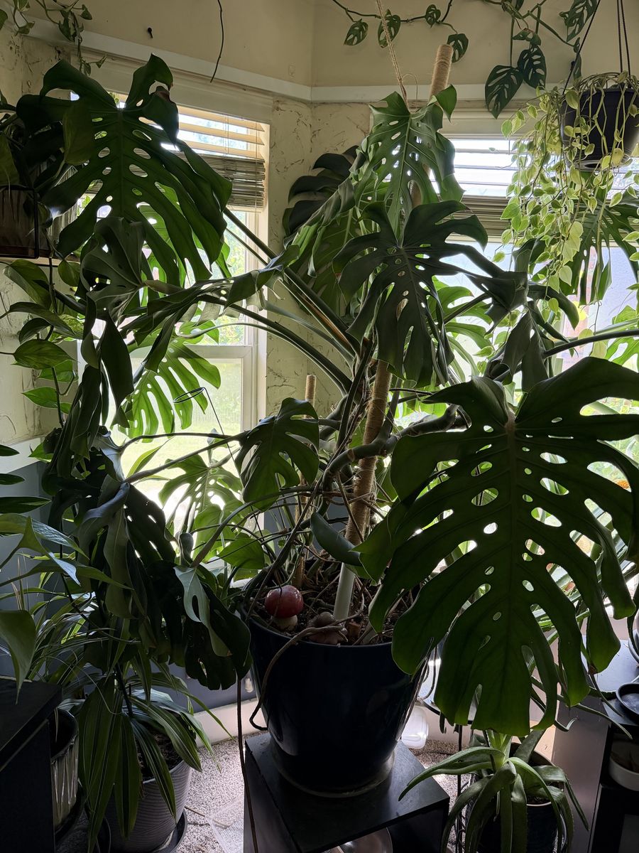 Large Monstera Deliciosa Plant with Pole in Blue Pot - Healthy & Mature
