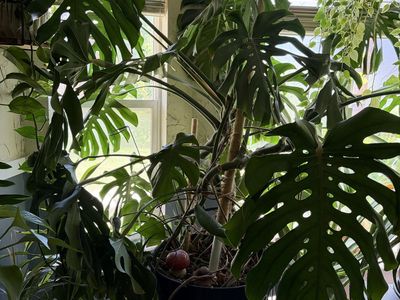 Large Monstera Deliciosa Plant with Pole in Blue Pot - Healthy & Mature
