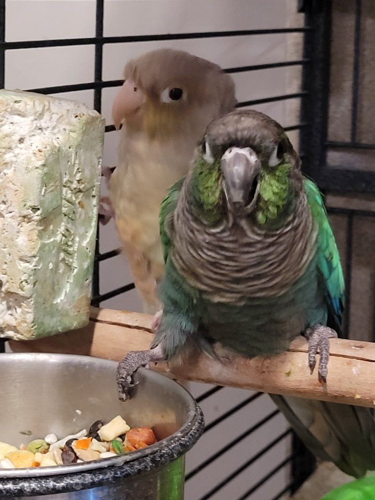 Green Cheek Conure Pair