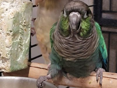Green Cheek Conure Pair