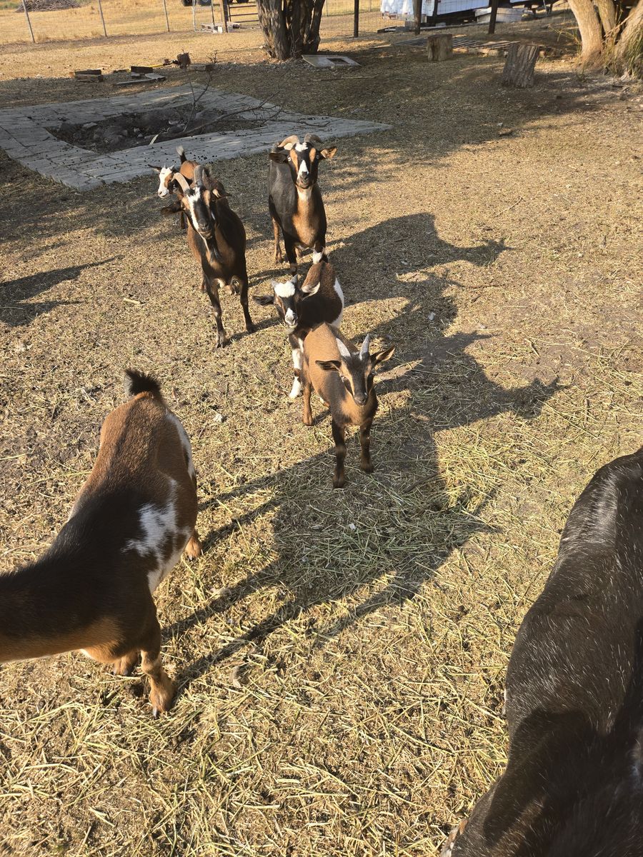 Baby goats
