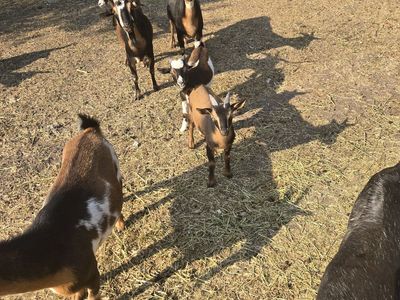 Baby goats