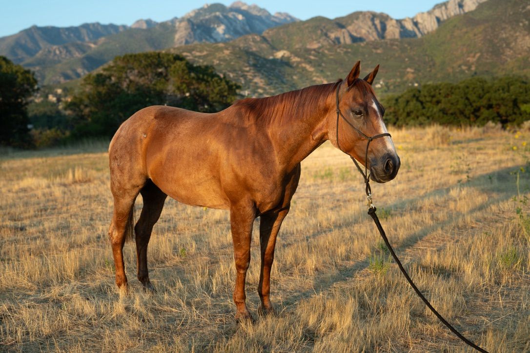 Team Roping Gelding For Sale