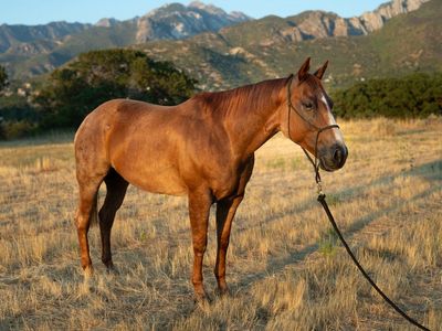 Team Roping Gelding For Sale