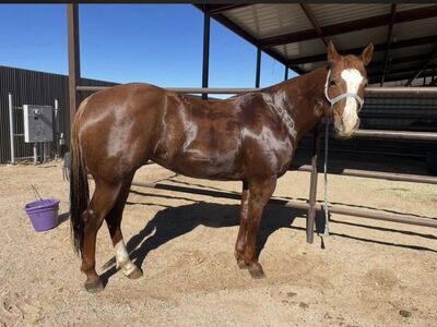 9 Y/o Mare! GREAT In The Mountains, Fancy Broke!!