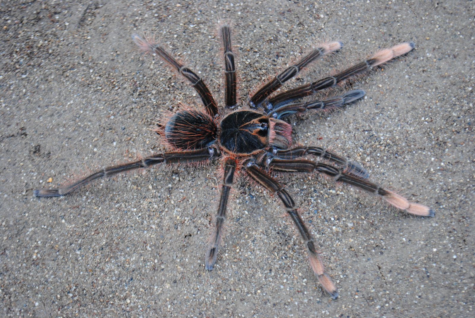 Brachypelma hamorii Females, Brachypelma hamorii Penultimate Male & More