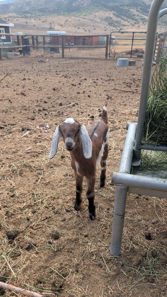 Nubian Doeling