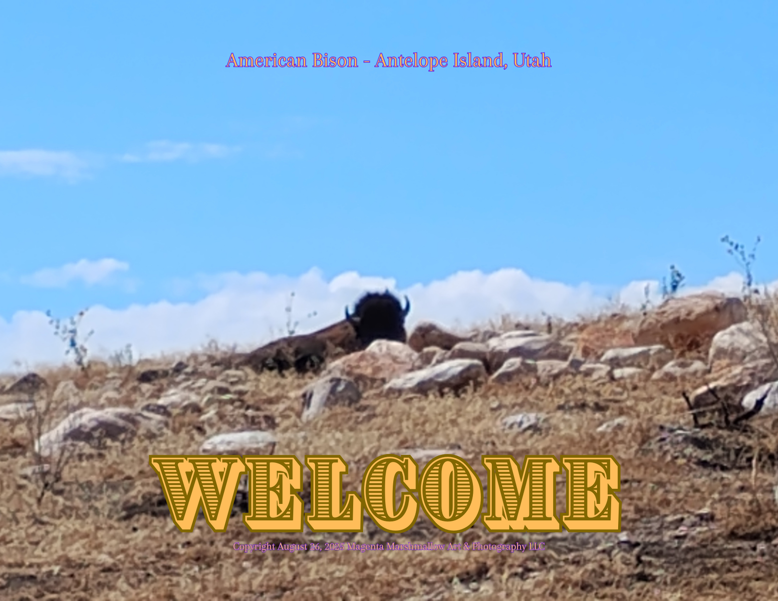 American Bison - Rug / Doormat