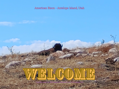 American Bison - Rug / Doormat