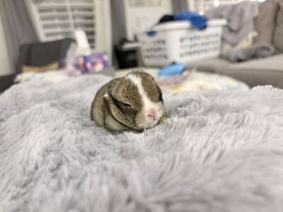 PP Netherland Dwarf Bunny Rabbit $200