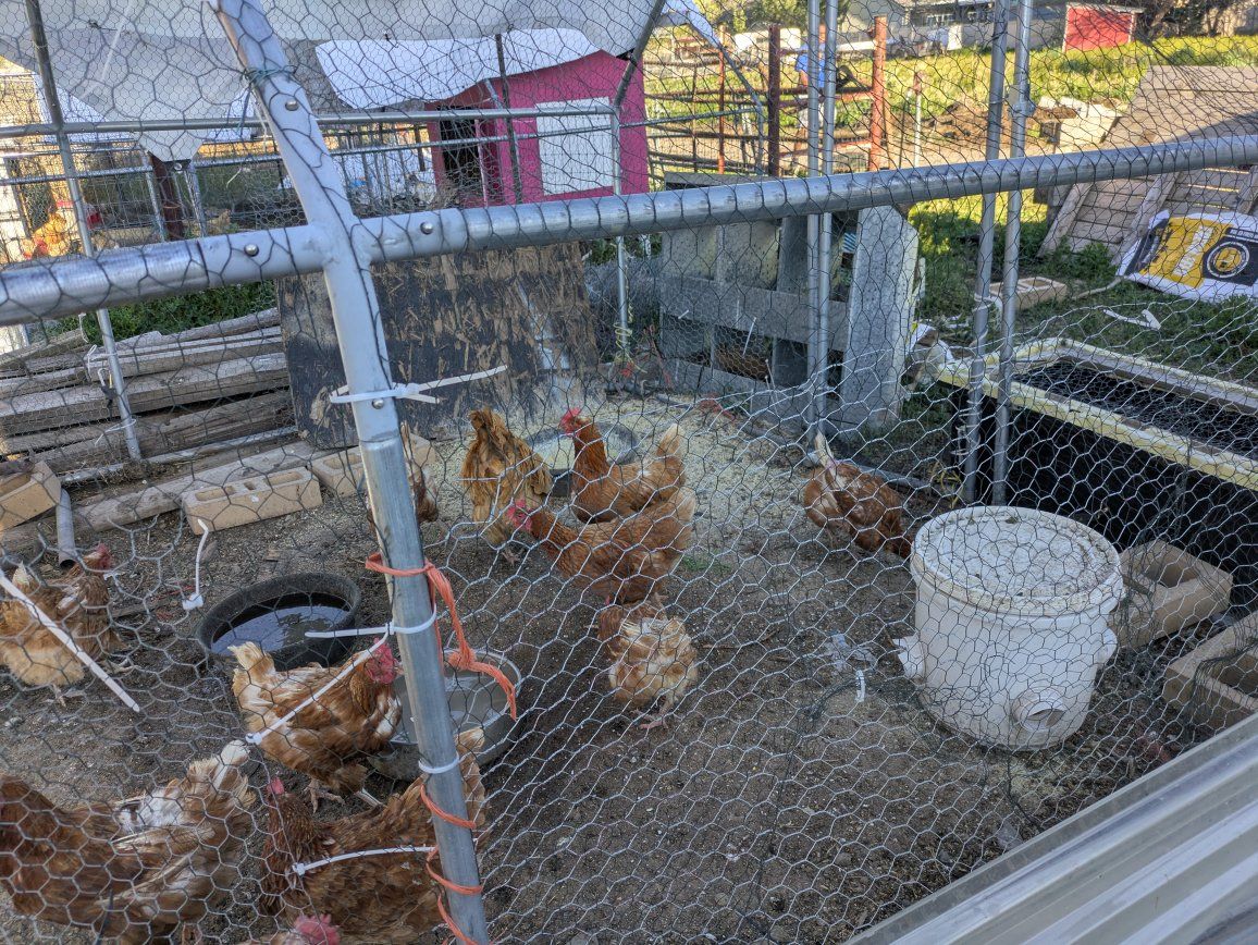 chickens