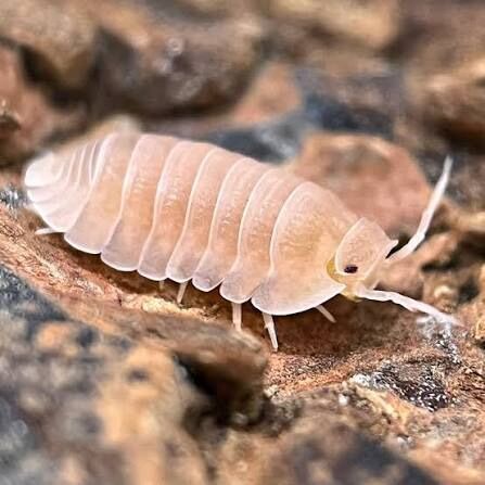 Papaya Isopods