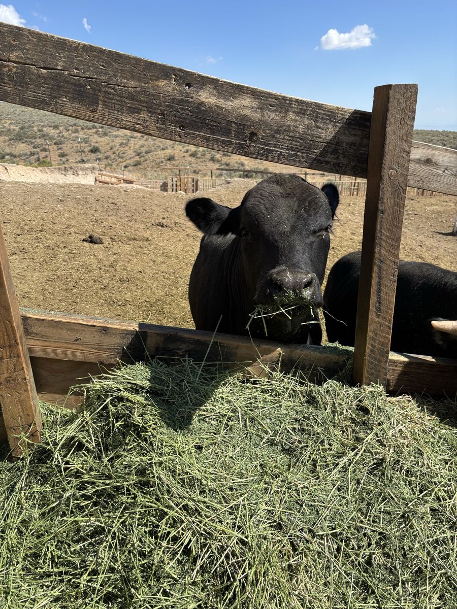 Angus bull
