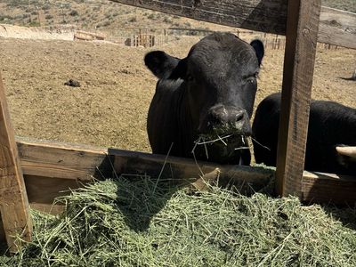Angus bull