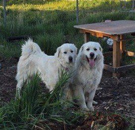 Rehoming 2 Great Pyrenees 2-year old dogs by May28