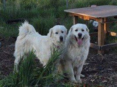 Rehoming 2 Great Pyrenees 2-year old dogs by May28