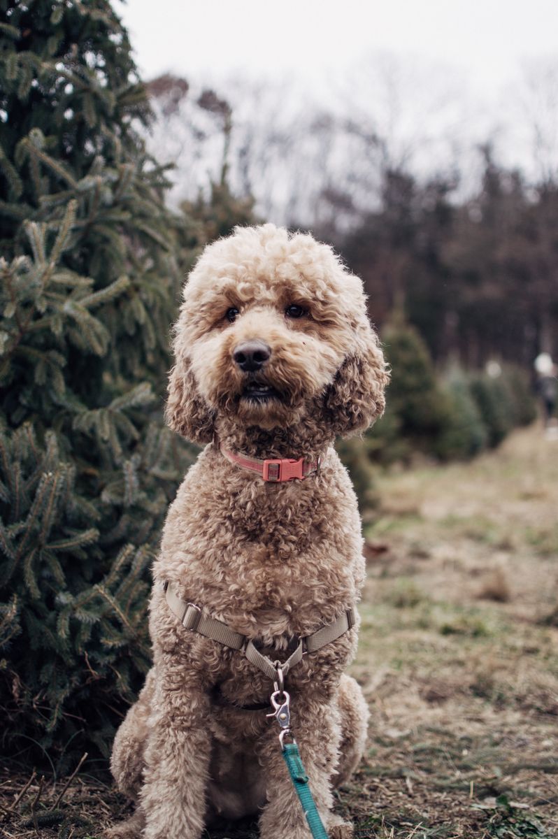 Rehoming F1B Goldendoodle