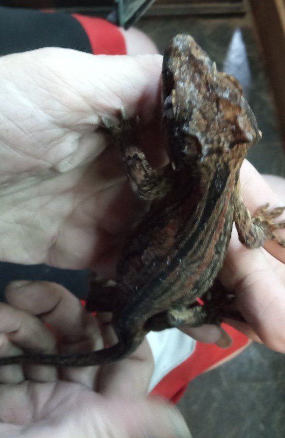 Adult Female Gargoyle Gecko