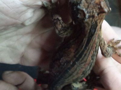 Adult Female Gargoyle Gecko