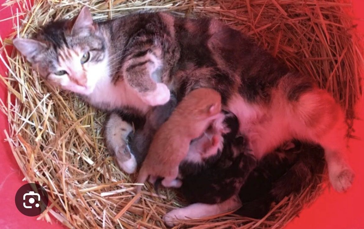 I’m Wanting Barn Kittens Free