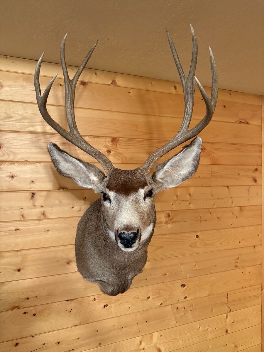4point Mule Deer Mount