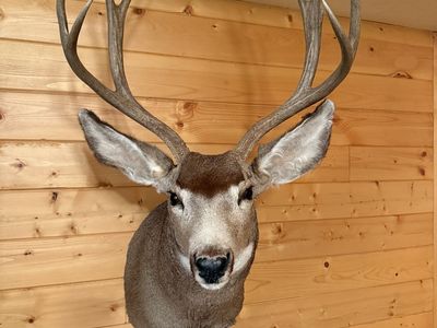 4point Mule Deer Mount