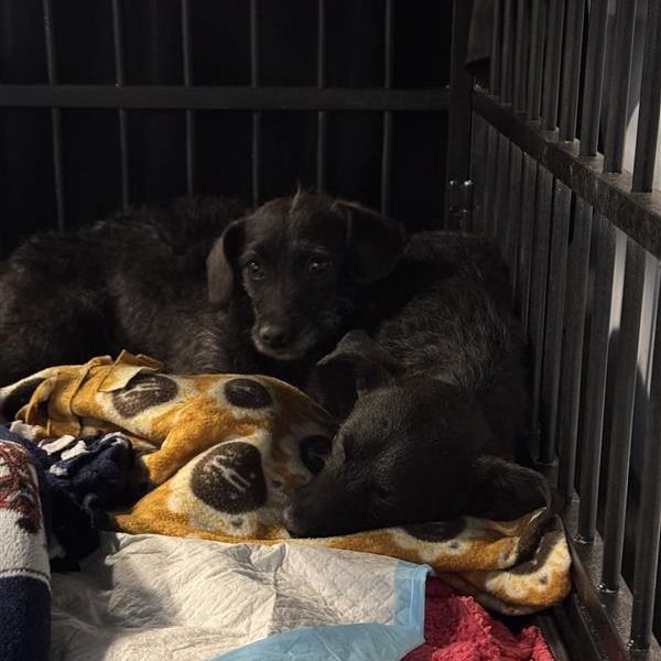 Hello my name is Turner