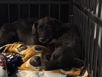 Hello my name is Turner