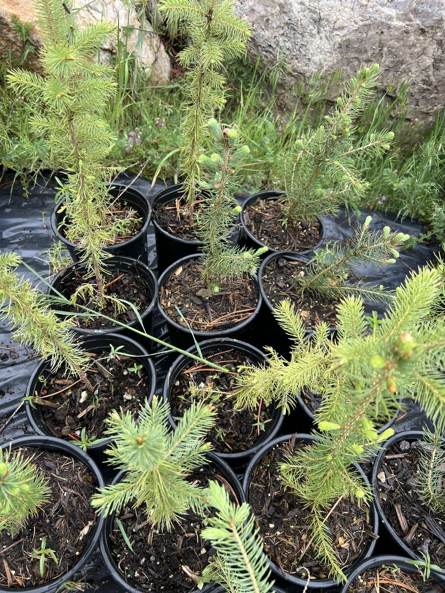 Colorado blue spruce trees in 1 gal pots