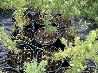 Colorado blue spruce trees in 1 gal pots