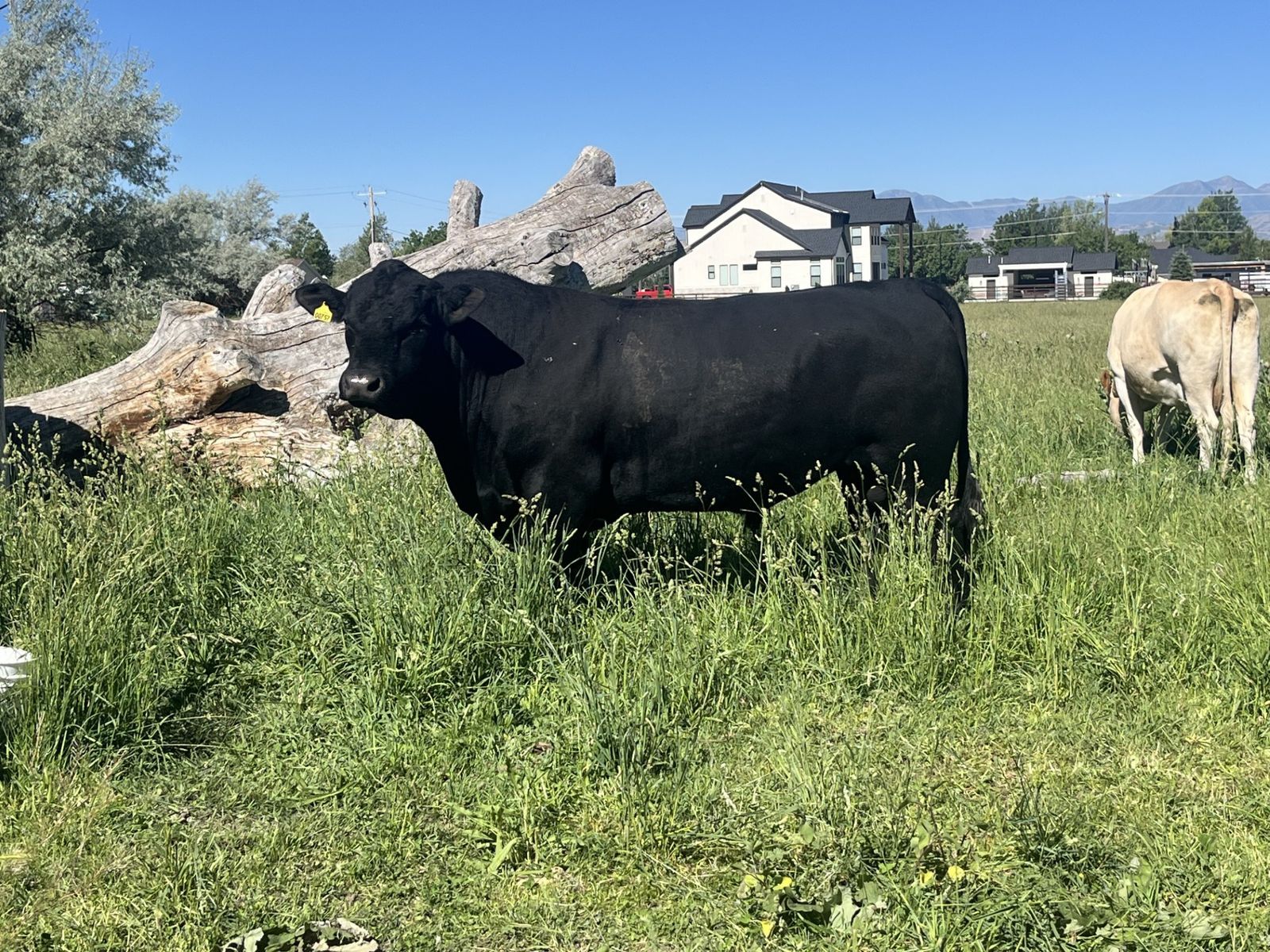 Angus Bull