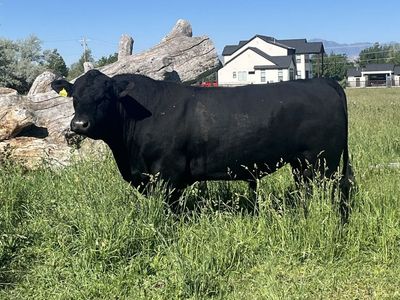 Angus Bull
