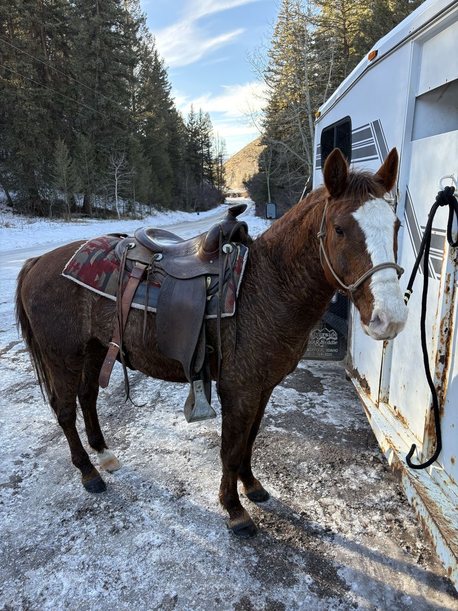 6yr old Gelding