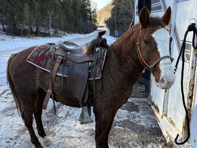 6yr old Gelding