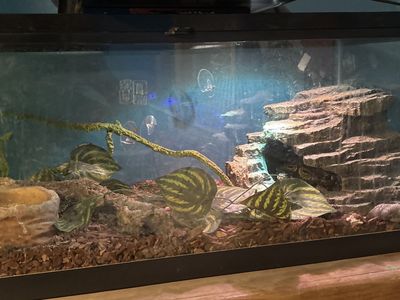 Ball python 5 years old comes includes everything