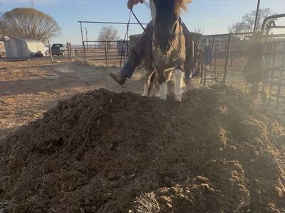 Pony breaking service