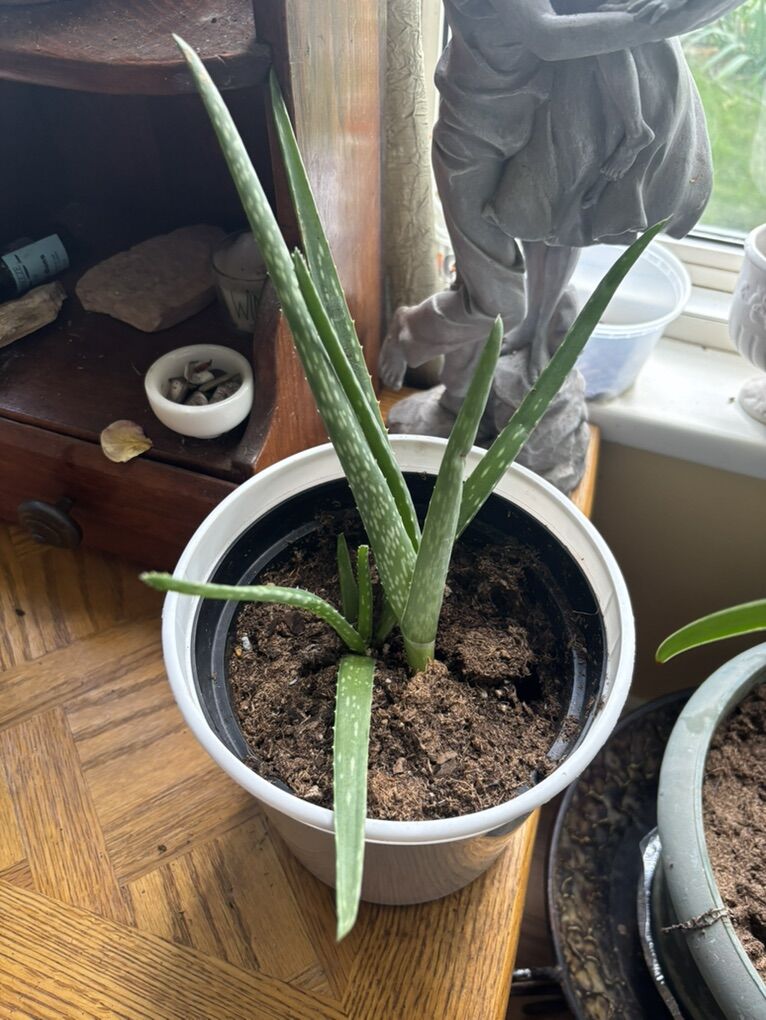 Plant Aloe Vera $5.00