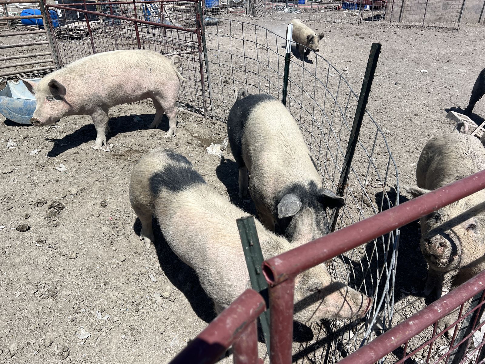 Pigs for Sale
