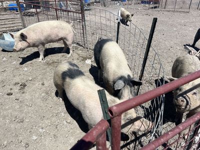 Pigs for Sale