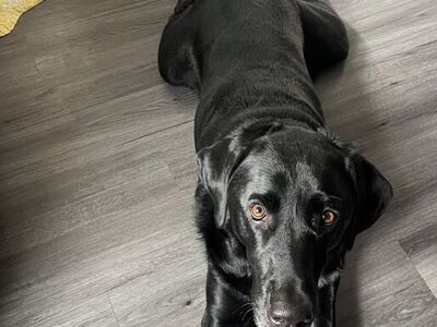 black Labrador