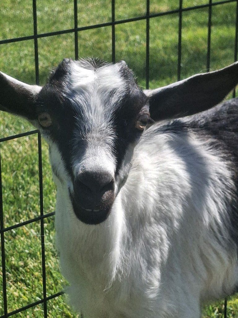 Goat for sale!