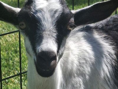 Goat for sale!