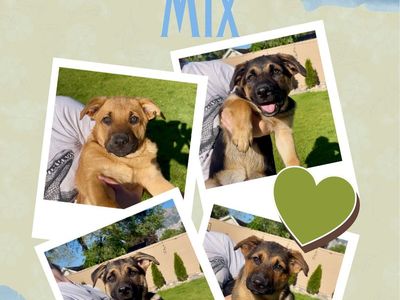 12-Week-Old Female German Shepherd Mix Puppies!